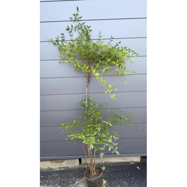 縁起の良い木♪南天♪【送料無料ですので大変お買い得となっております♪】☆商品情報☆シンボルツリーや雑木の庭を彩る植木としても人気の南天です☆全長　　約1.5メートル樹高　　約1.3メートル株立ち　3本以上こちらの販売ページは写真の商品の現品...