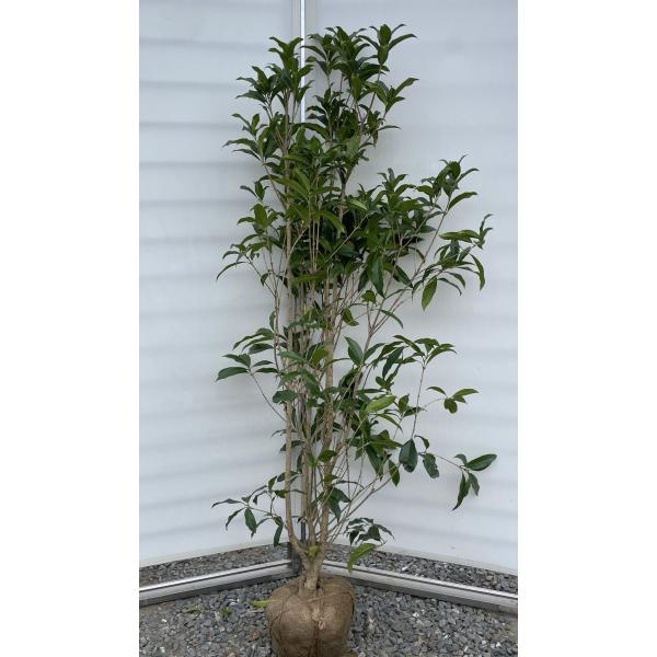 斑入りキンモクセイ希少品種／6号鉢 大苗 約75cm／トリカラーリーフ 常緑 園芸ネット本店｜キンモクセイ（金木犀）6号ポット の通販【公式】