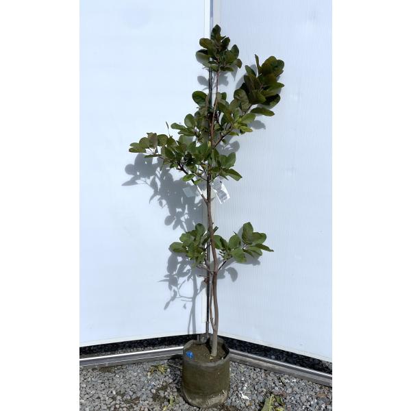 大苗　スモークツリー　グレース　鉢植え　苗木　ケムリの木 赤花スモークツリー グレース 約1.5m 現品発送 ケムリノキ 特大株