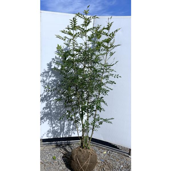 白樺 苗木　6本　1.4メートル+小苗6本　山葡萄苗木セット 楽天市場】シラカバ 単木 2m 露地 苗木 : トオヤマグリーン