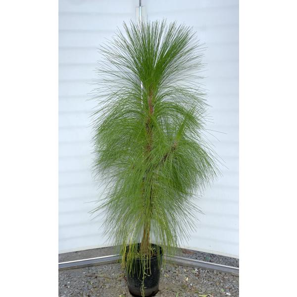 大王松 約1.6m 現品発送 特大株 植木苗木大苗 ダイオウショウ ダイオウマツ シンボルツリー 送料無料 | 大福樹苗園 | SitePromo