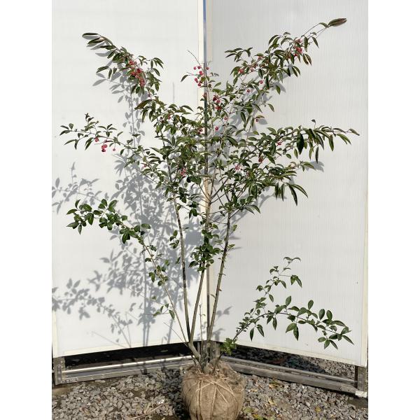 山採りツリバナマユミ 希少。切り戻し本株立2.7M(鉢底から) 楽天市場】【現品】【ツリバナマユミ】 ニシキギ科 株立ち 自然