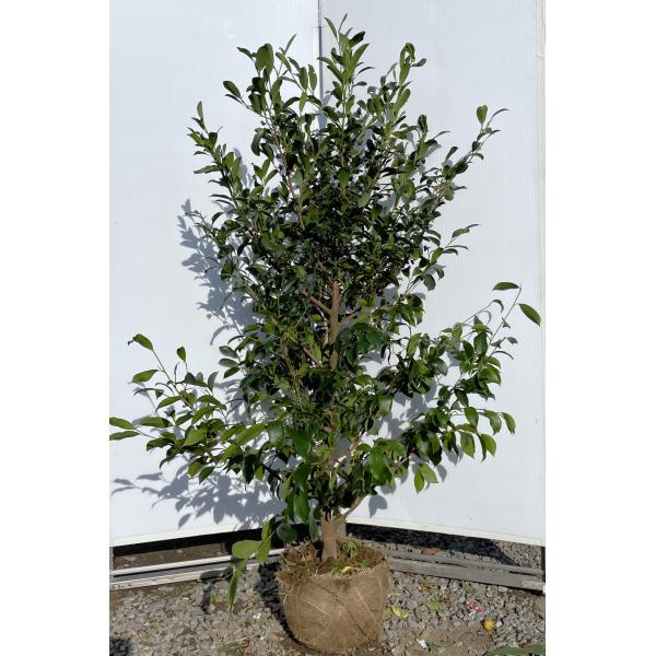 榊 サカキ 約1.7m 現品販売 特大株 植木 苗木 大苗 榊の木 本榊 常緑樹 送料無料 | 大福樹苗園 | SitePromo