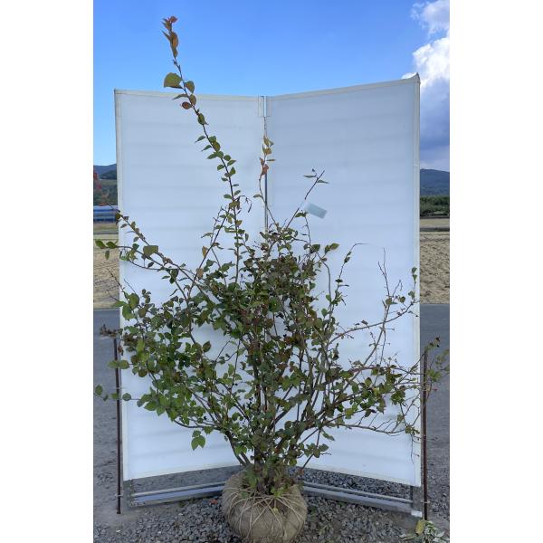 大株　ナツハゼ　約:130cm 【夏櫨/落葉樹/果樹苗】403371
