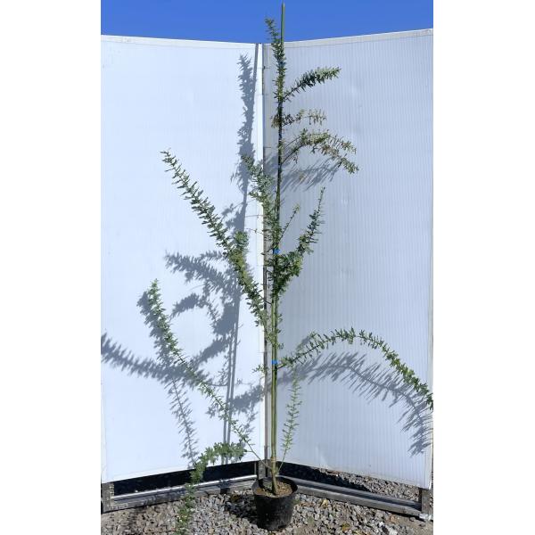 ミモザアカシア 約2m 現品発送 特大株 植木苗木 ギンヨウアカシア 銀
