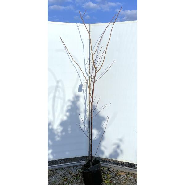 八重咲き桜の枝