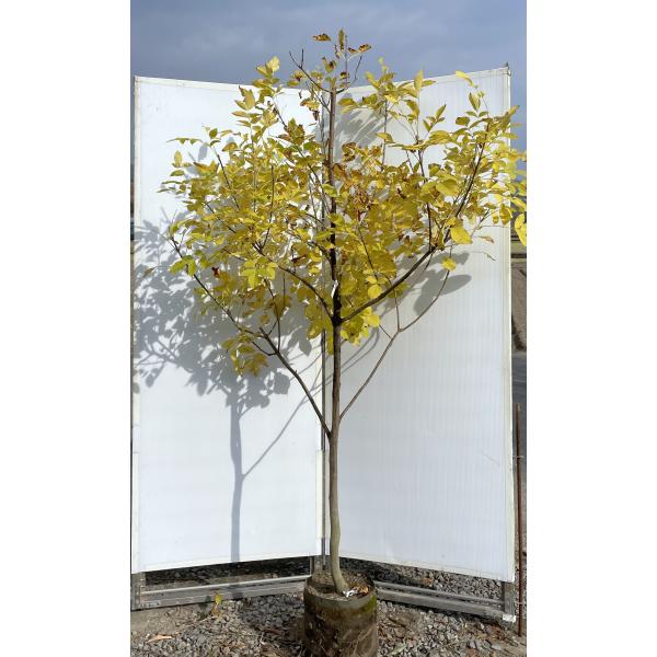 黄金アオダモ 約2m 現品発送 超特大株 植木 苗木 大苗 黄色い新芽のアオダモ 落葉樹 シンボルツリー | 大福樹苗園 | SitePromo
