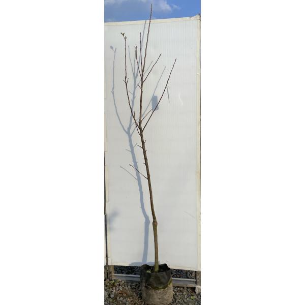 リンゴの木 王林 約2m 現品発送 特大株 特大植木苗木大苗 オウリン