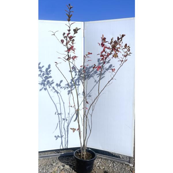 ブルーベリー ホームベル 株立ち 約1.9m 特大株 植木 苗木 大苗