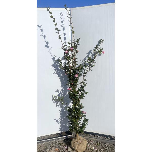 朝倉サザンカ 約1.9m 現品発送 特大株 八重花 薄ピンク花 山茶花 