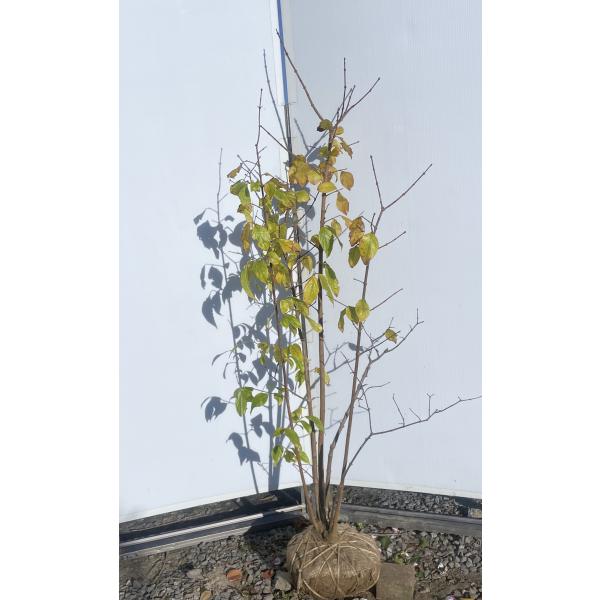 満月ロウバイ 株立ち 約1.7m 現品発送 超特大株 植木苗木大苗 満月