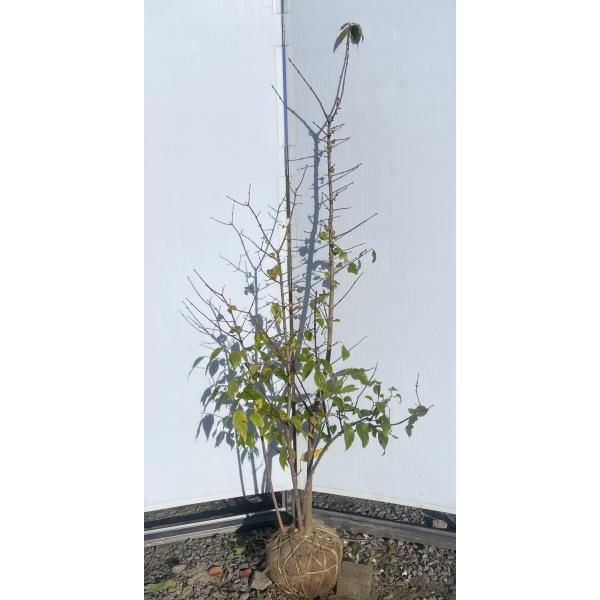 満月ロウバイ 株立ち 約1.8m 現品発送 超特大株 植木苗木大苗 満月