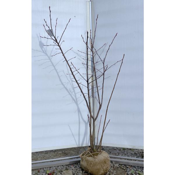 ジューンベリー 株立ち 約1.2m 現品発送 特大株 植木 苗木 大苗