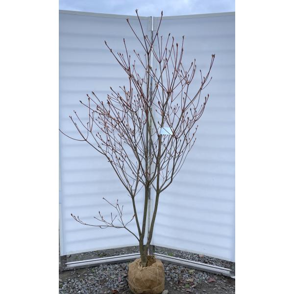 神宮ツツジ 株立ち 約1.9m 現品発送 超特大株 植木苗木大苗