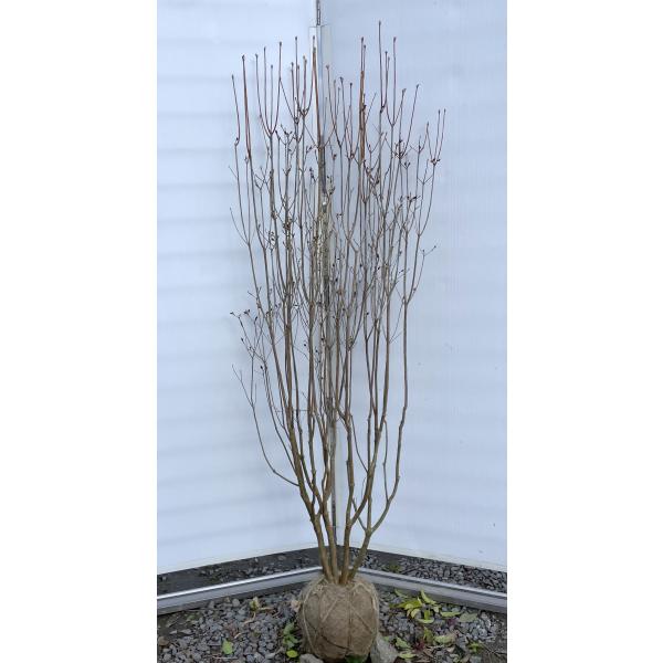 ミツバツツジ 株立ち 約1.7m 現品発送 美樹形株 植木 苗木 大苗 三つ葉 