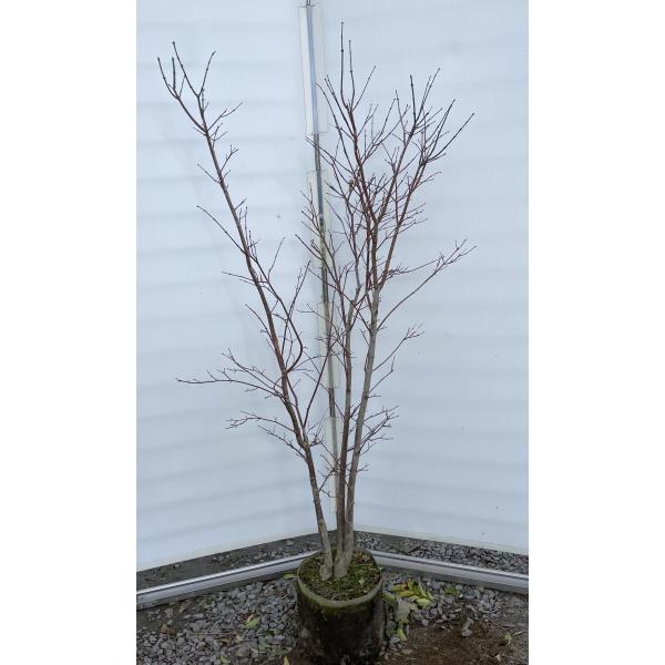 野村モミジ 株立ち 約1.6m 現品発送 特大株 植木苗木大苗 紫葉の