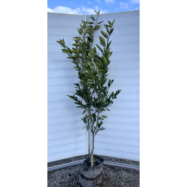 果樹 特大株 宮川早生蜜柑苗木 抜き苗発送