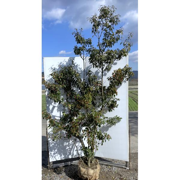 ソヨゴの木 5本株立ち 約2.5m 現品発送 メス株 一点物 豪華株 特大株