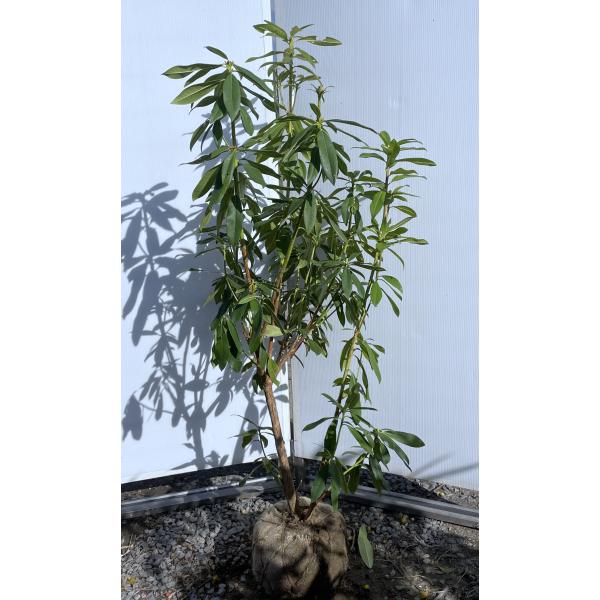 シャクナゲ　約1.5メートル