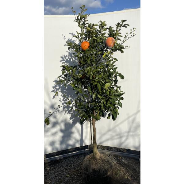 みかんの木 橙 ダイダイ 約1.9m 現品発送 特大株 植木苗木 代々 ビター