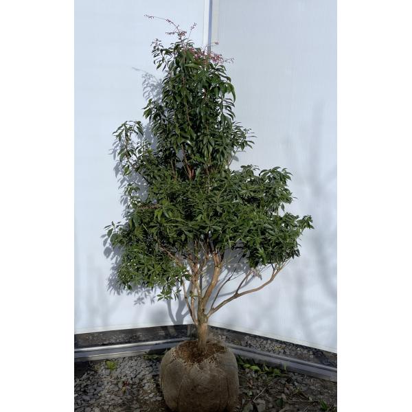 紅アセビ ピンク花 株立ち 1.4m 現品発送 植木 苗木 大苗 紅アセビ