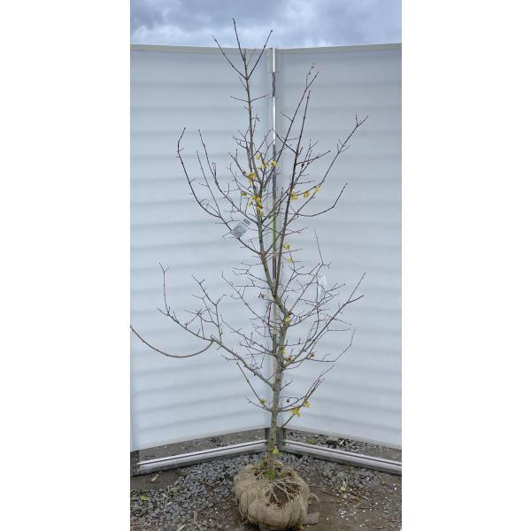 満月ロウバイ 約2m 現品発送 超特大株 植木苗木大苗 満月蝋梅 冬に