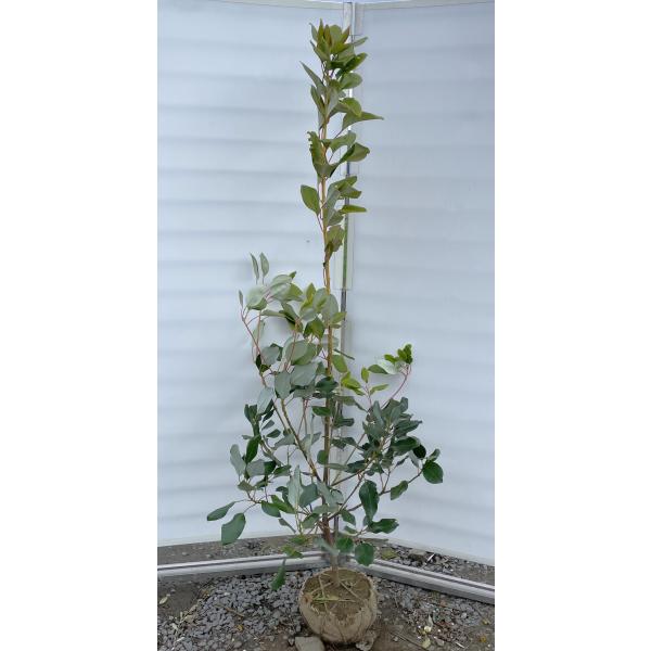 ロドレイアの木 約1.8m 現品発送 特大株 植木 苗木 大苗 シャクナゲ