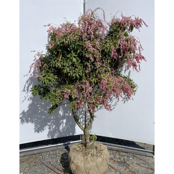 アセビ ピンク花 株立ち 1.3m 現品発送 豪華株 植木 苗木 大苗 紅