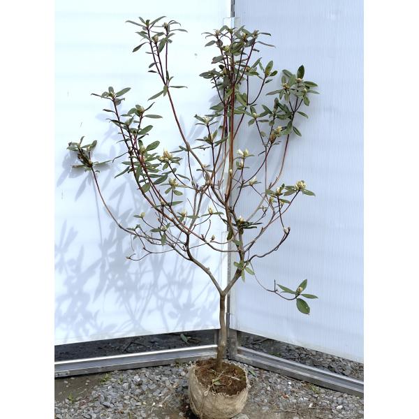 /99 アンキャリーツツジ