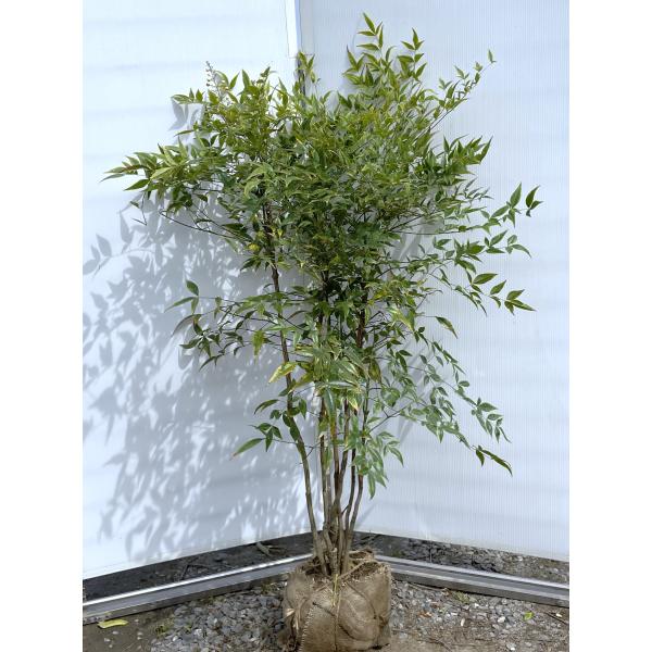 南天の木 白ナンテン 株立ち 約1.3m 現品発送 豪華株 特大株 植木