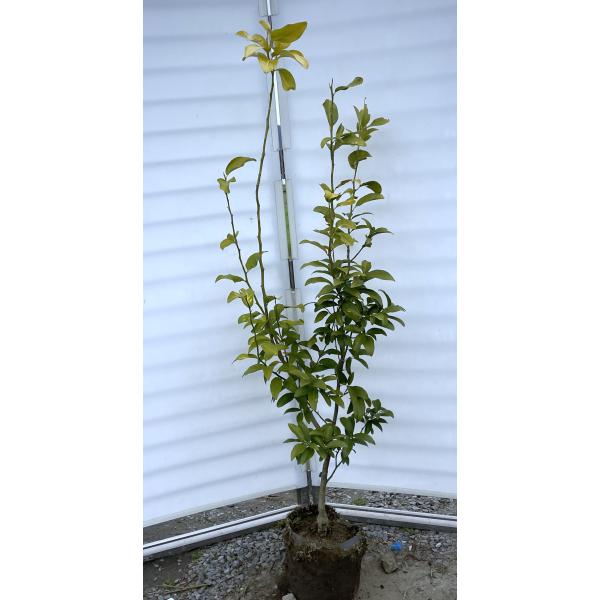種苗登録レモンの木 璃の香 約1.7m 現品発送 一点物 特大株 植木苗木