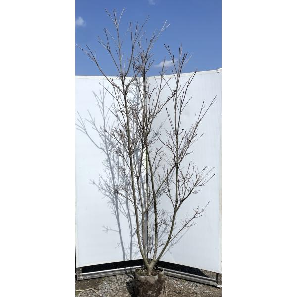 ヤマボウシ ミルキーウェイ 株立ち 約2.1m 現品発送 超特大株 植木苗木