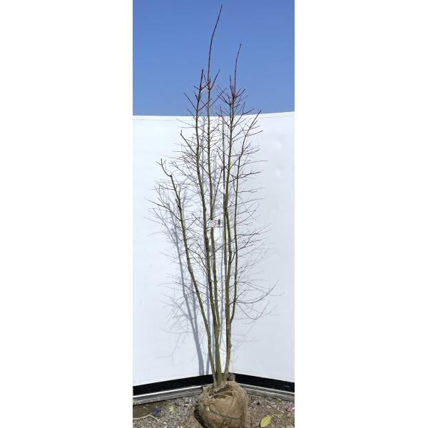 山モミジ 株立ち 約2.5m 現品発送 超特大株 植木苗木大苗