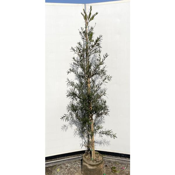 【現品】カリステモン・ドーソンリバー　ブラシの木　9号　7C番