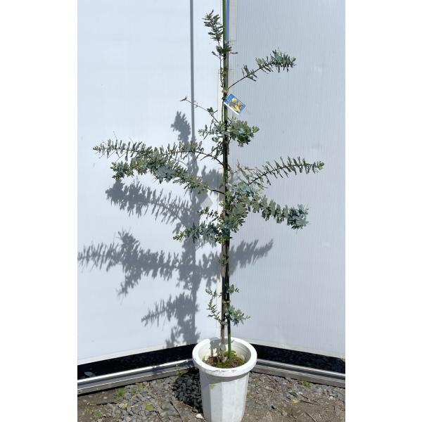 鉢植えミモザアカシア 約1.5m 現品発送 特大株 植木苗木 ギンヨウ