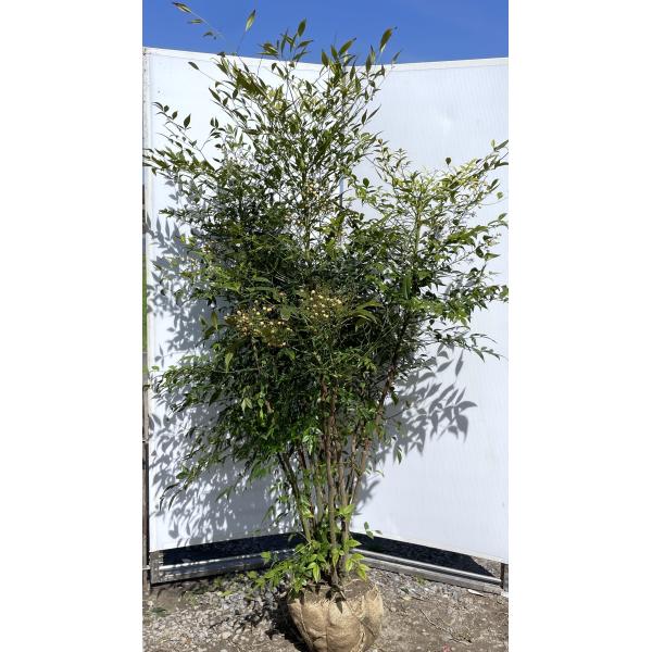 南天の木 白ナンテン 株立ち 約1.7m 現品発送 豪華株 特大株 植木