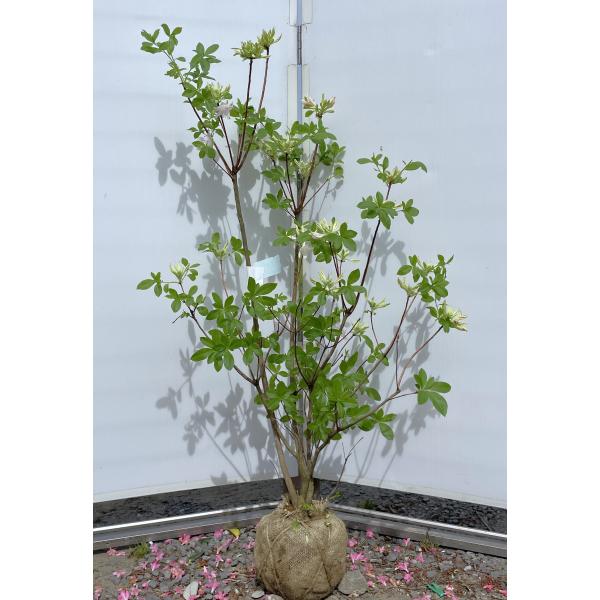 アクリ ゴスホ 花