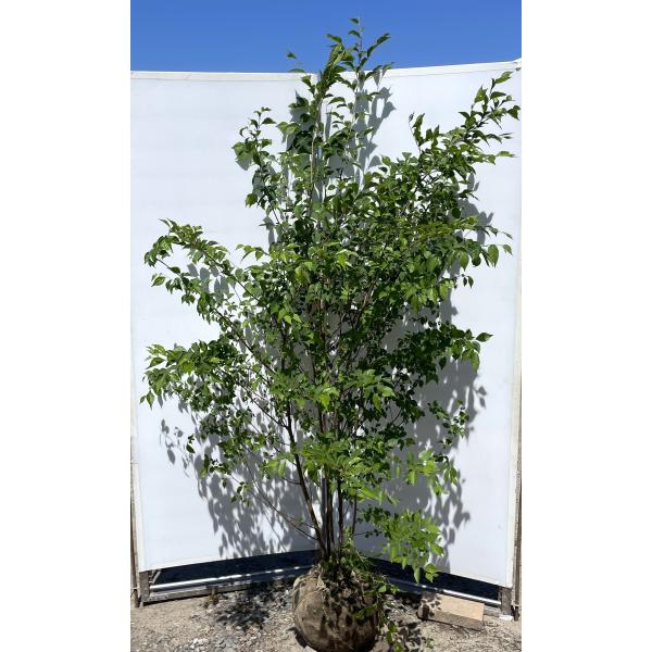 エゴの木 6本株立ち 約2m 現品発送 豪華株 特大株植木苗木大苗