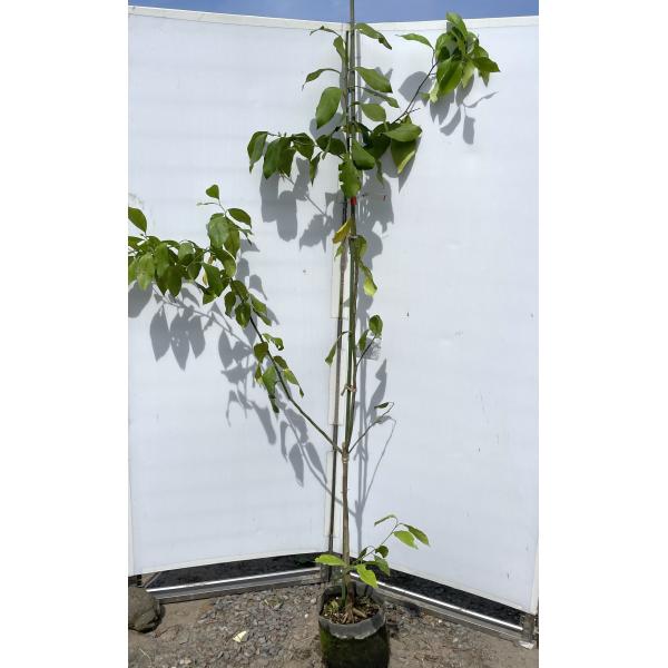 トゲなしリスボンレモン 約1.9m 現品発送 特大株 植木 苗木 大苗 トゲ