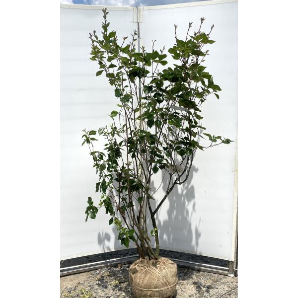 ハヤトミツバツツジ イワツツジ 株立ち 1.8m 現品発送 特大植木 苗木