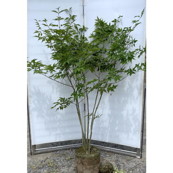 アオダモ 株立ち 約1.8m 現品発送 豪華株 特大株 植木苗木大苗