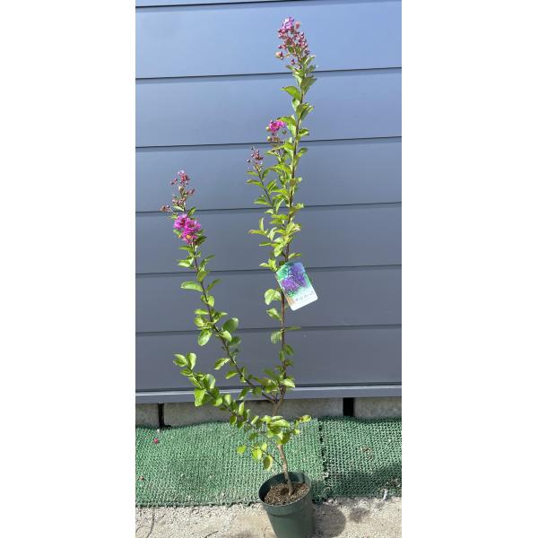 サルスベリ　百日紅　植木　紫 濃い紫花 サルスベリの木 約1.3m 現品発送 希少な紫色の百日紅