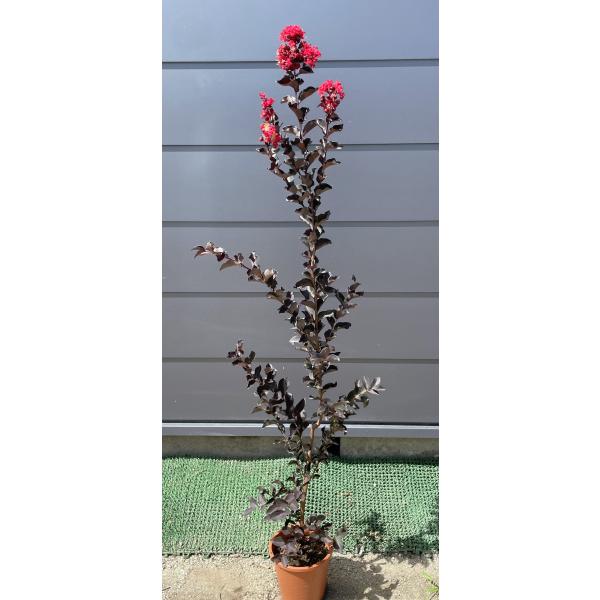 サルスベリ バイオレットレッド2.2M(鉢底から)品番A◎銅葉・赤花