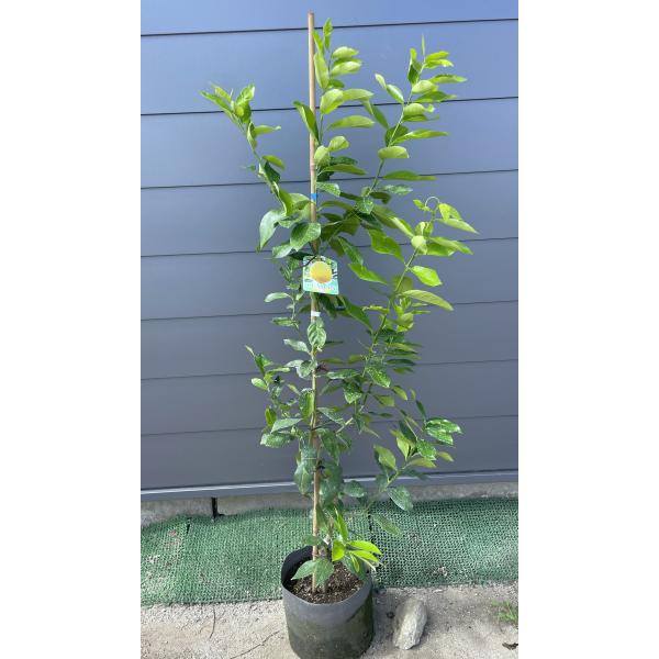 樹形抜群の大株 レモンの木　リスボン　実つき　ボリューム株　