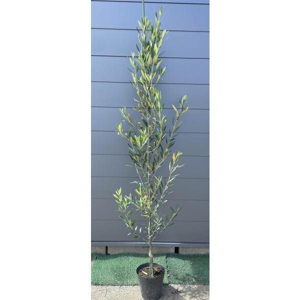 約27cm 特大 オリーブの木 バスケット芸術品 自然のままに 特大 約27cm 特大 オリーブの木 バスケット芸術品 自然のままに 特大