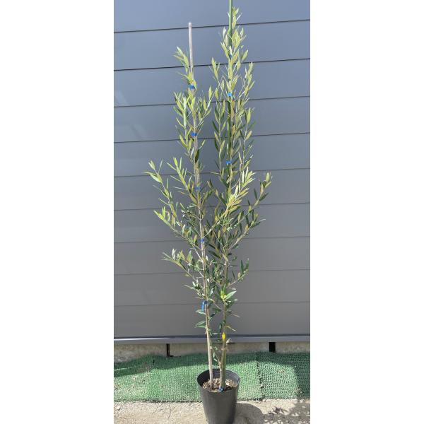 楽天市場】オリーブ ひなかぜ 9cmポット苗1株 常緑高木 家庭樹