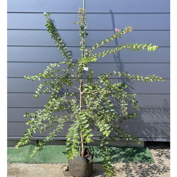 サルスベリの木 薄ピンク花 約1.8m 現品発送 桃花の百日紅 特大苗木