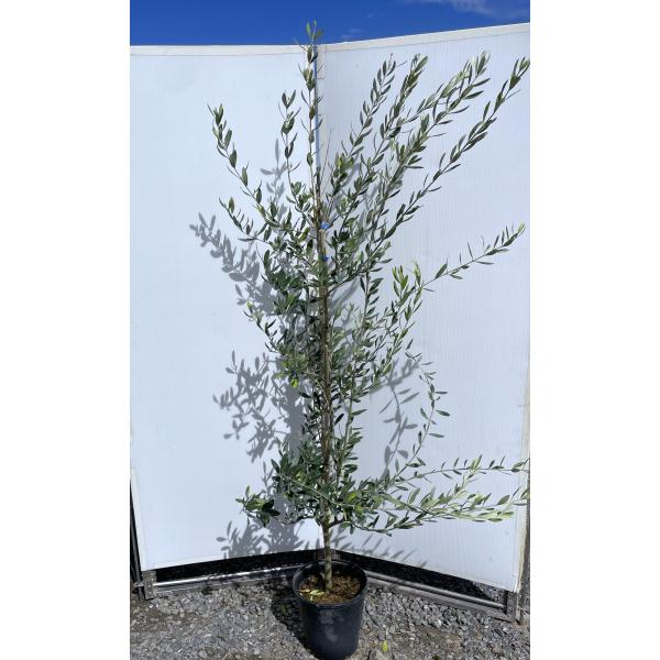 取引終了】オリーブの木（品種：ルッカ） 高さ：約3m20cm 幅：約2m50cm