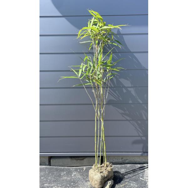らっきょう竹苗木盆栽仕立て