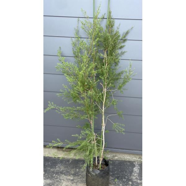 ブラックティーツリー　ボリューム満点　本株立